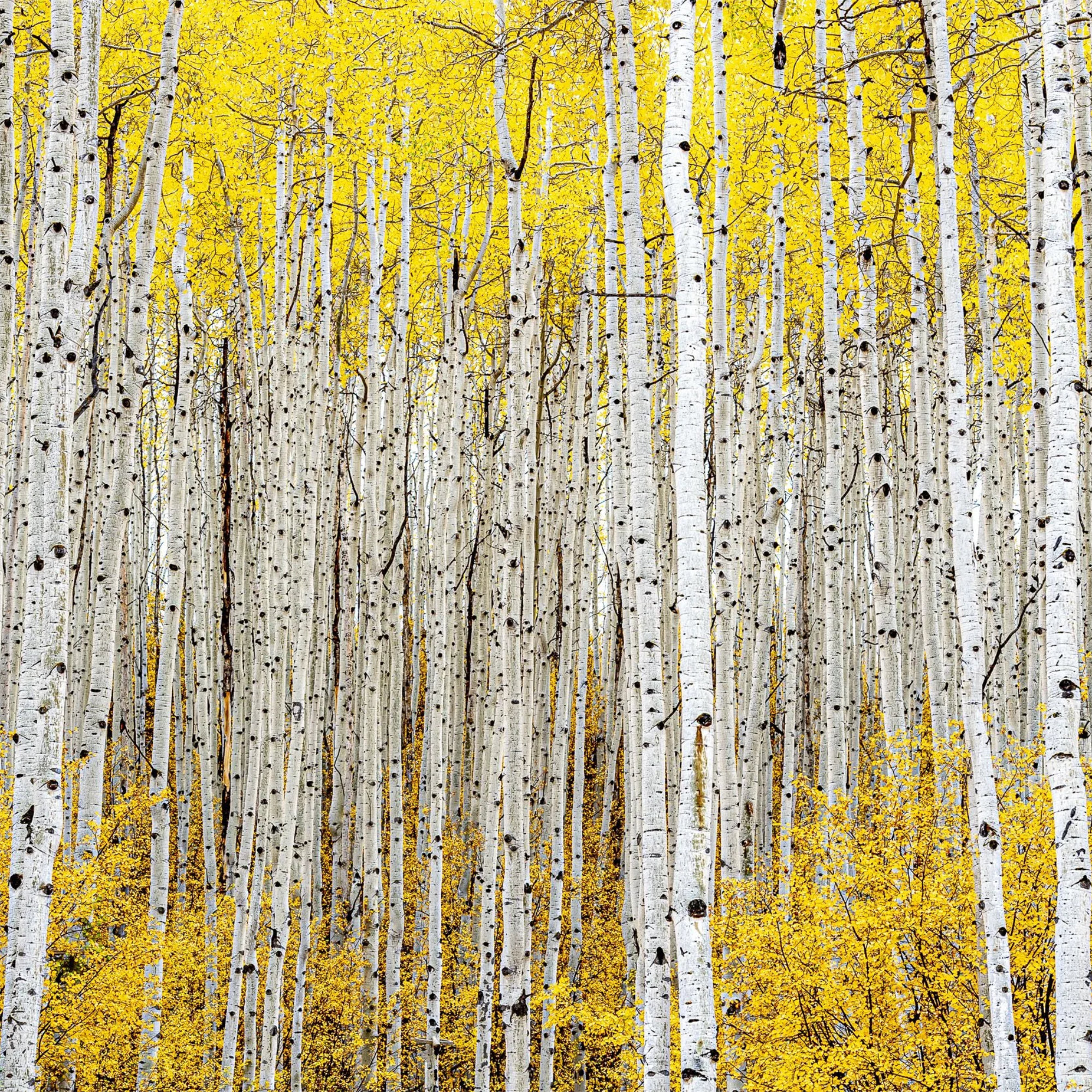 IF About Idea Futuri