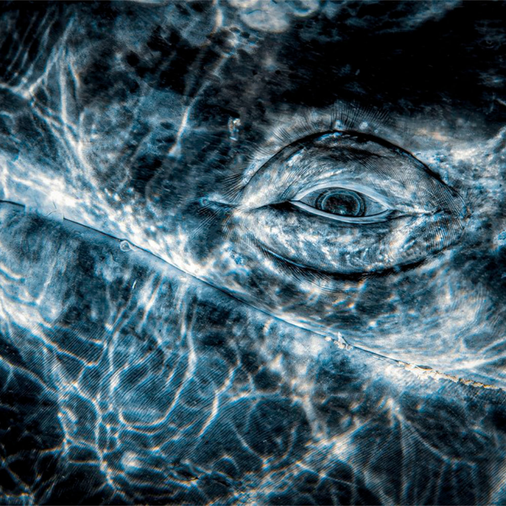 IF About Idea Futuri