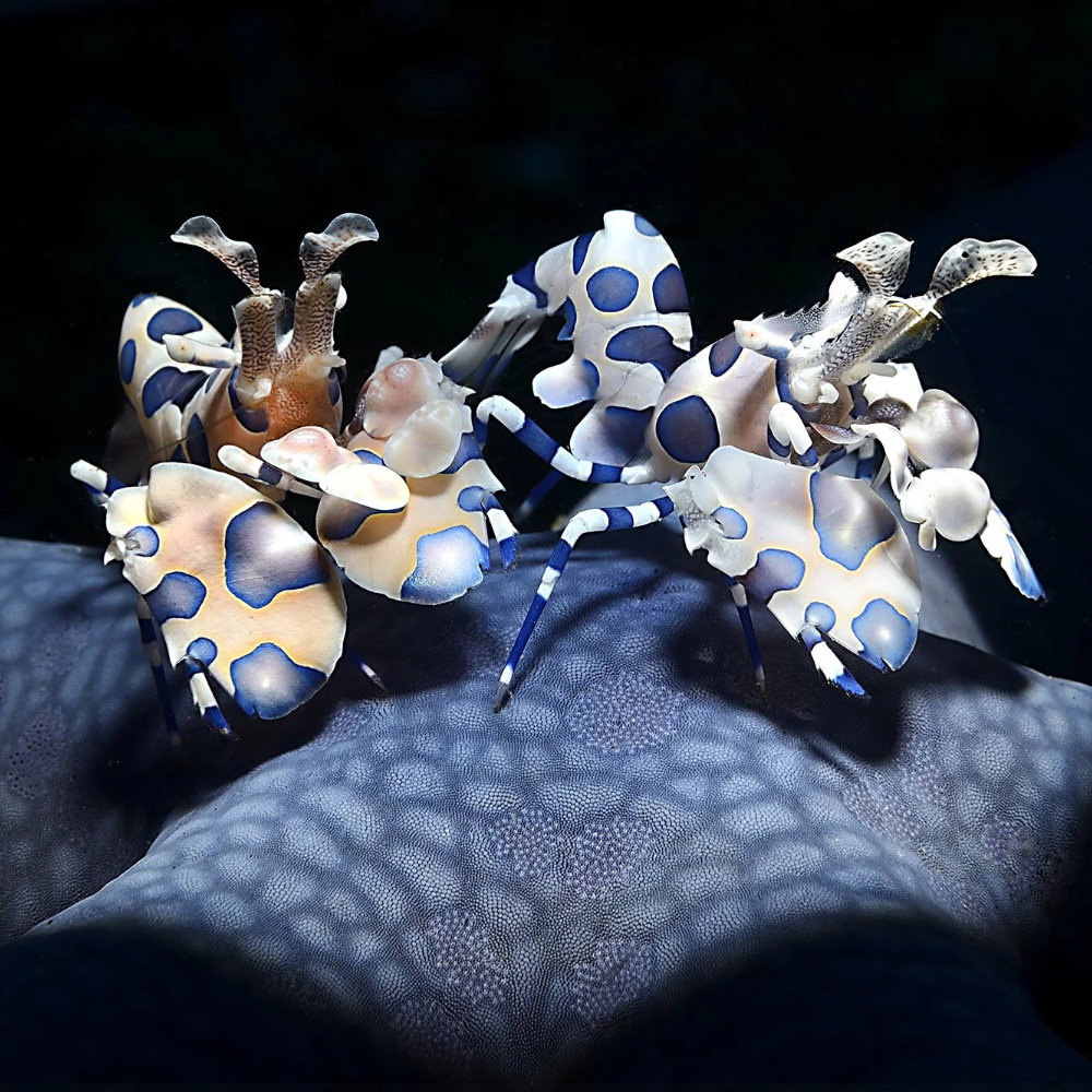 IF About Idea Futuri